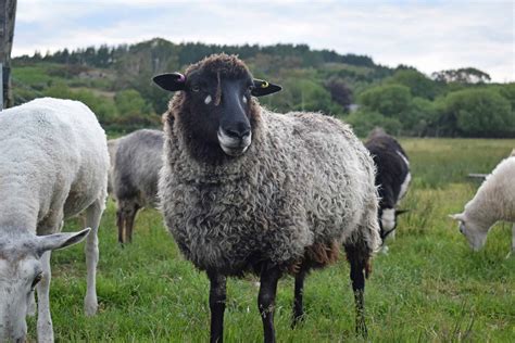gotland sheep